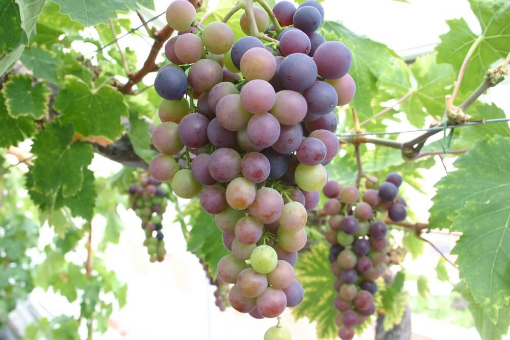 Grape Vines in a greenhouse