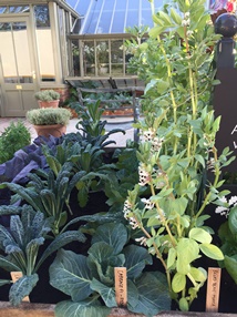 Vegetables grown by Alitex team and Thrive Charity