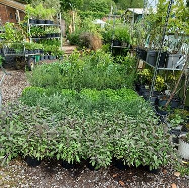 Pennards Plants growing herbs for the Alitex stand at Chelsea Flower Show
