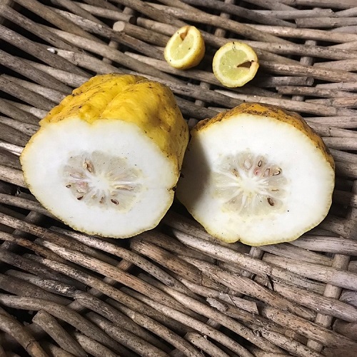 etrog vs limequat lemon species