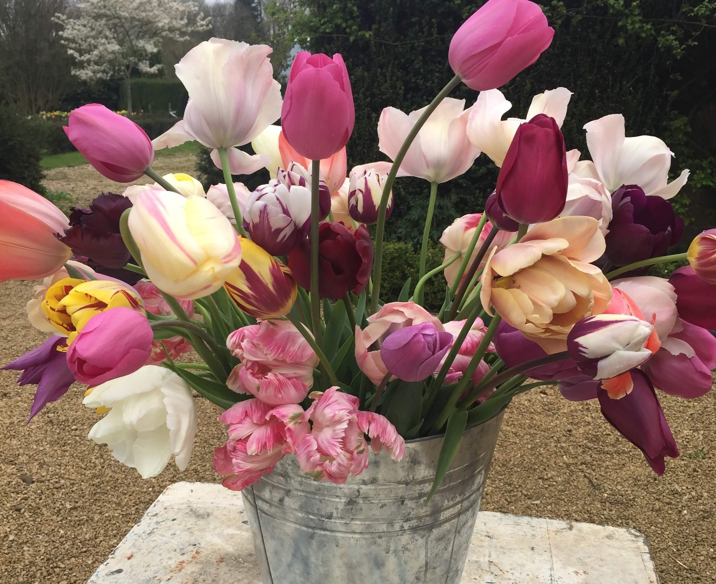 Bucket full of tulips