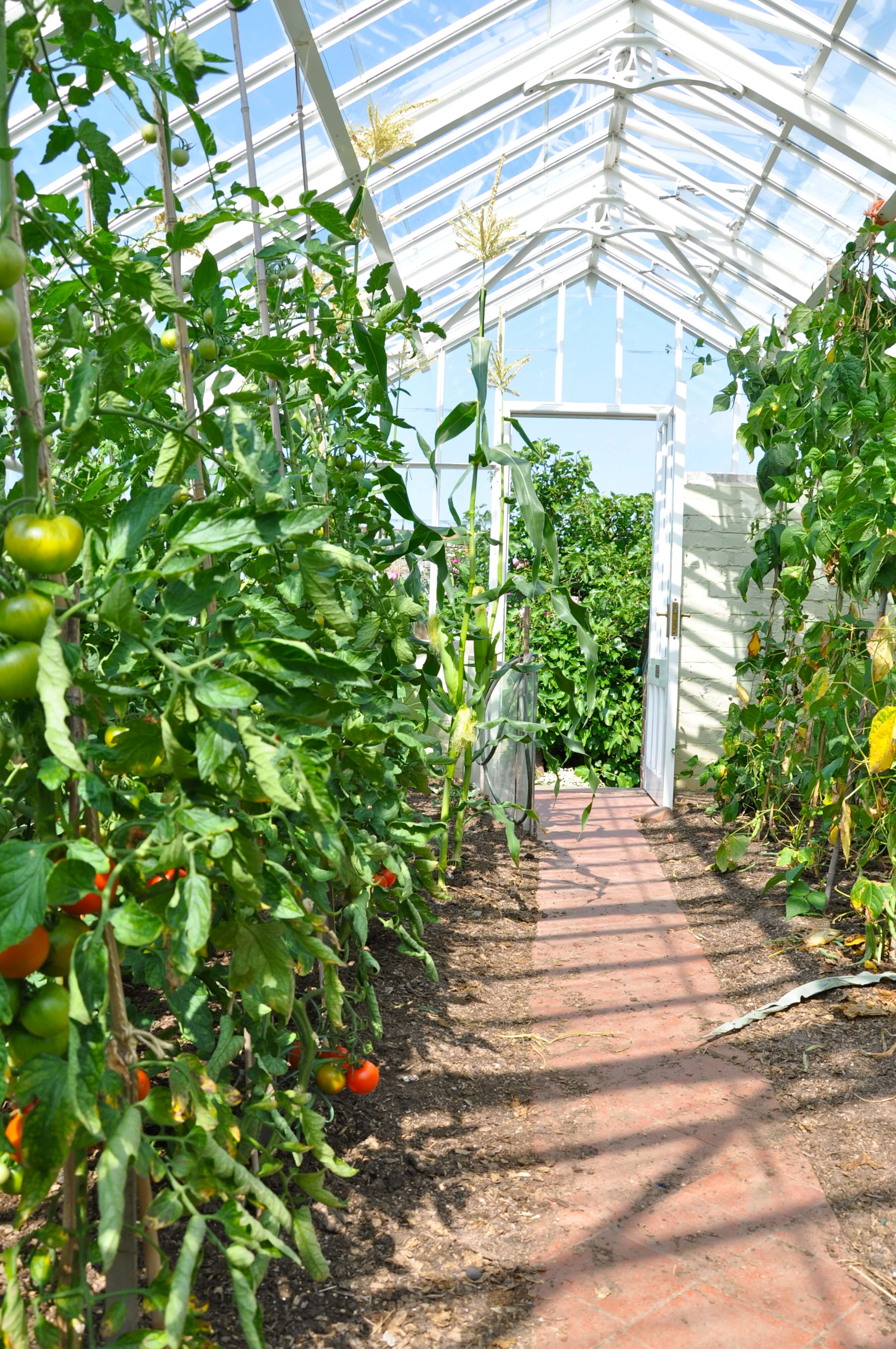 Tomato plant growing inside greenhouse