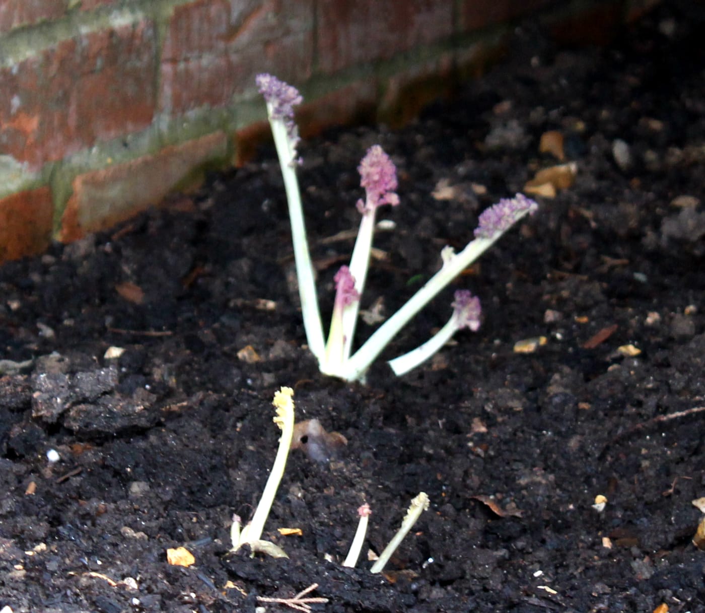 Forced Sea Kale Forced Sea Kale