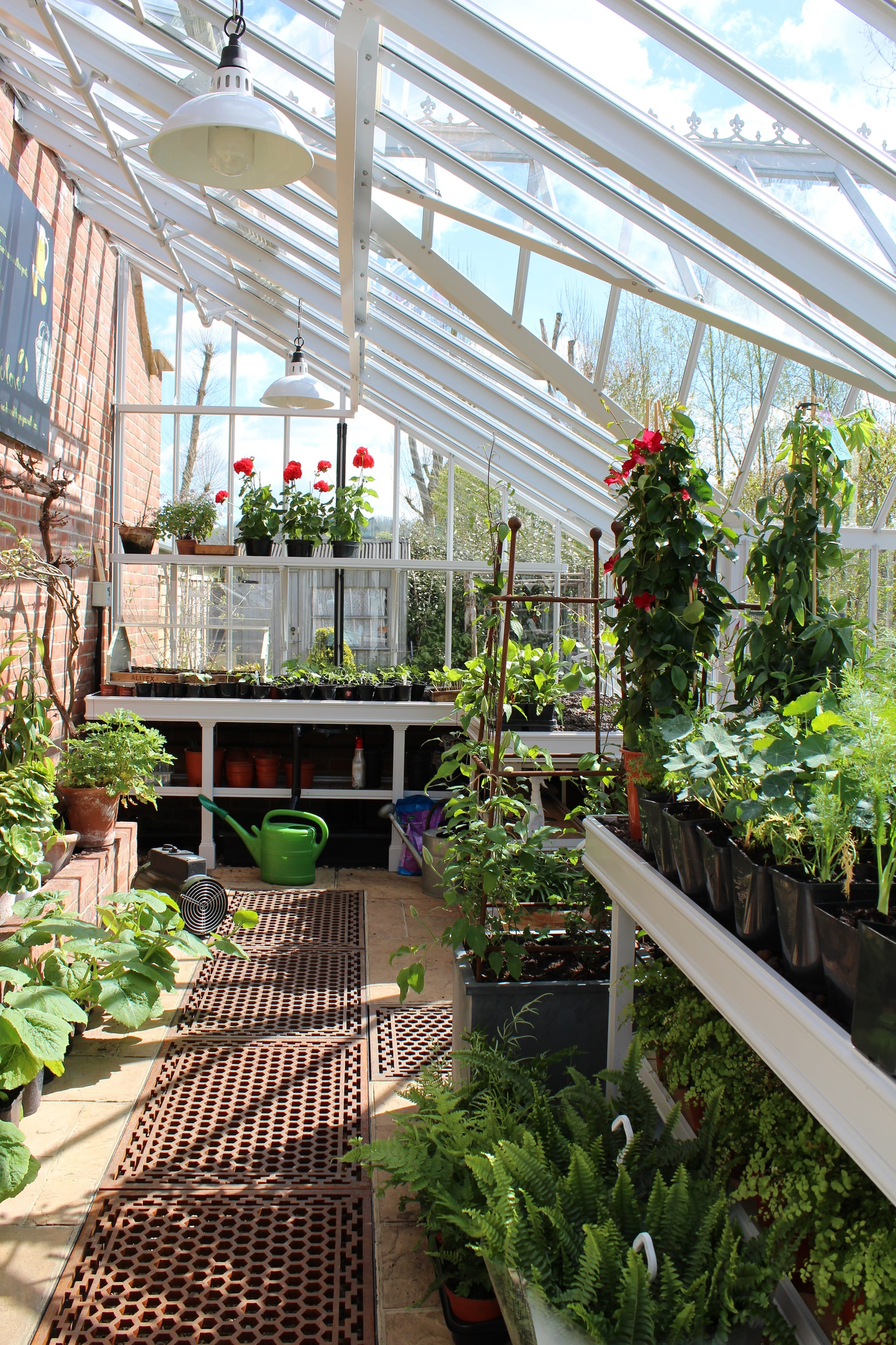 Inside a lean-to greenhouse