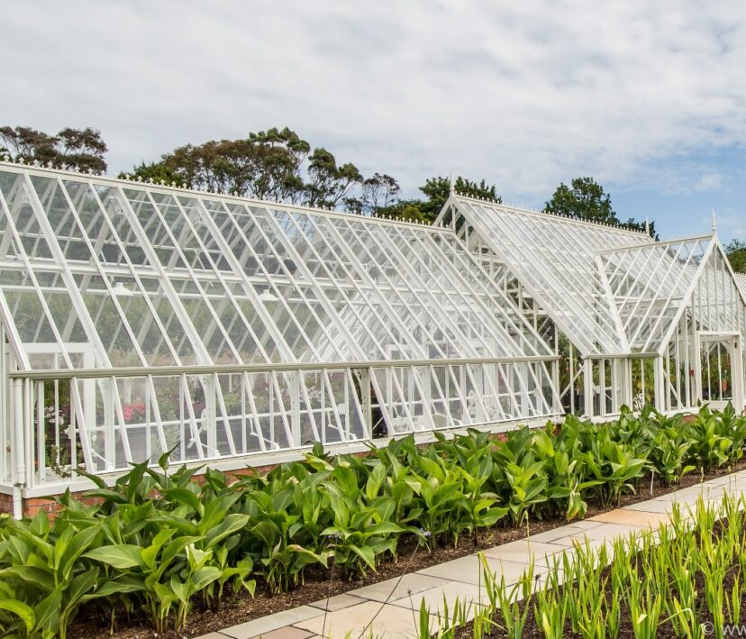 large-bespoke-alitex-greenhouse-at-logan-botanic-gardnes