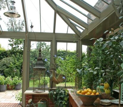 Lemon trees in a conservatory