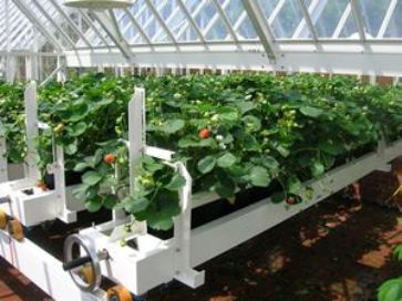 Bespoke strawberry gantry to go in greenhouse