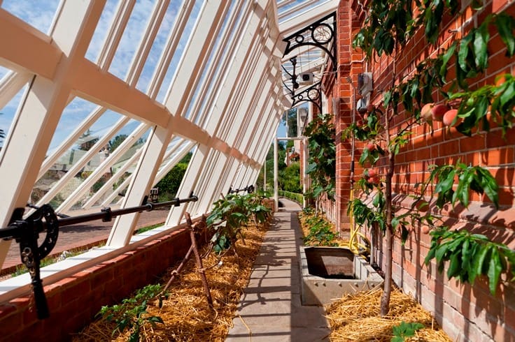 Growing inside a lean-to greenhouse