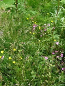 wildflowers in meadow