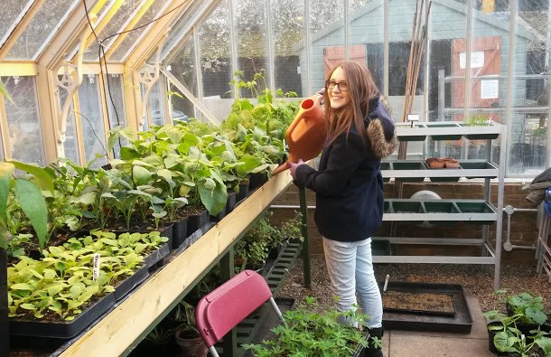 Sam at in large bespoke freestanding greenhouse, watering Thrives plants for RHS Chelsea Flower Show