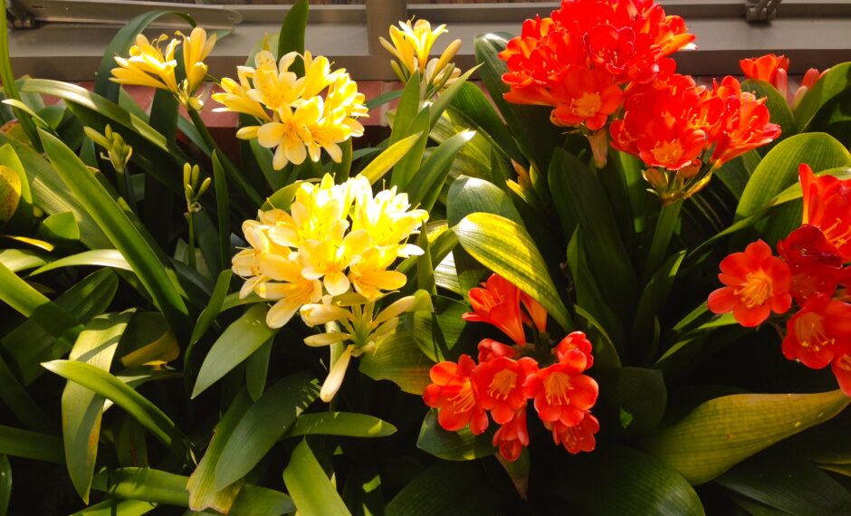 Red and yellow Clivias in Alitex freestanding messenger greenhouse