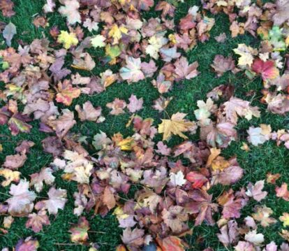 Autumn leaves at Uppark