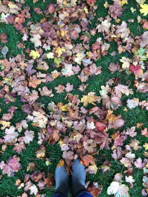 Autumn leaves at Uppark