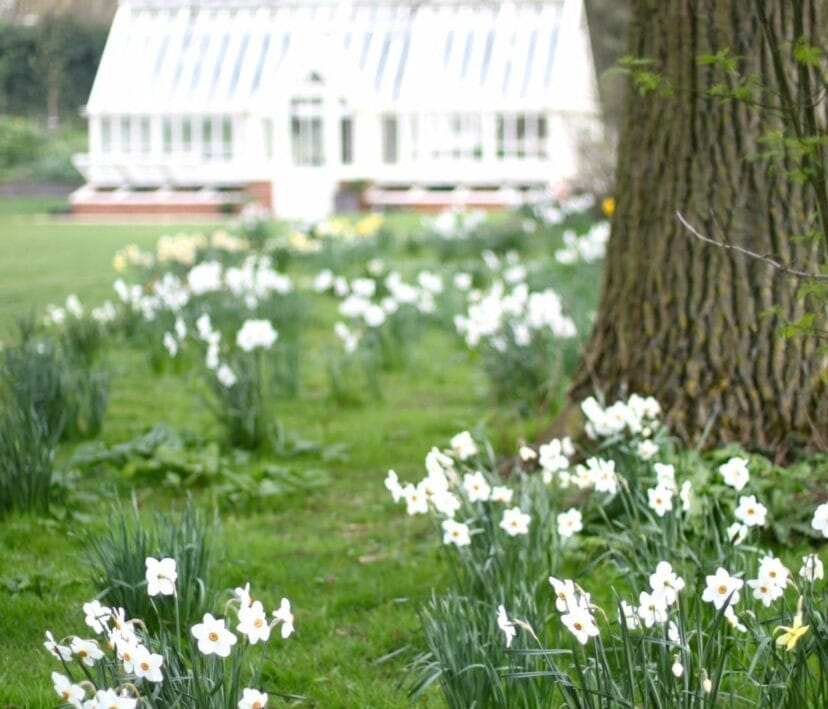 Paperwhite narcissi - Julie King