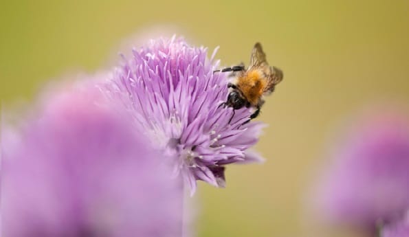 A bee pollinating a chive plant