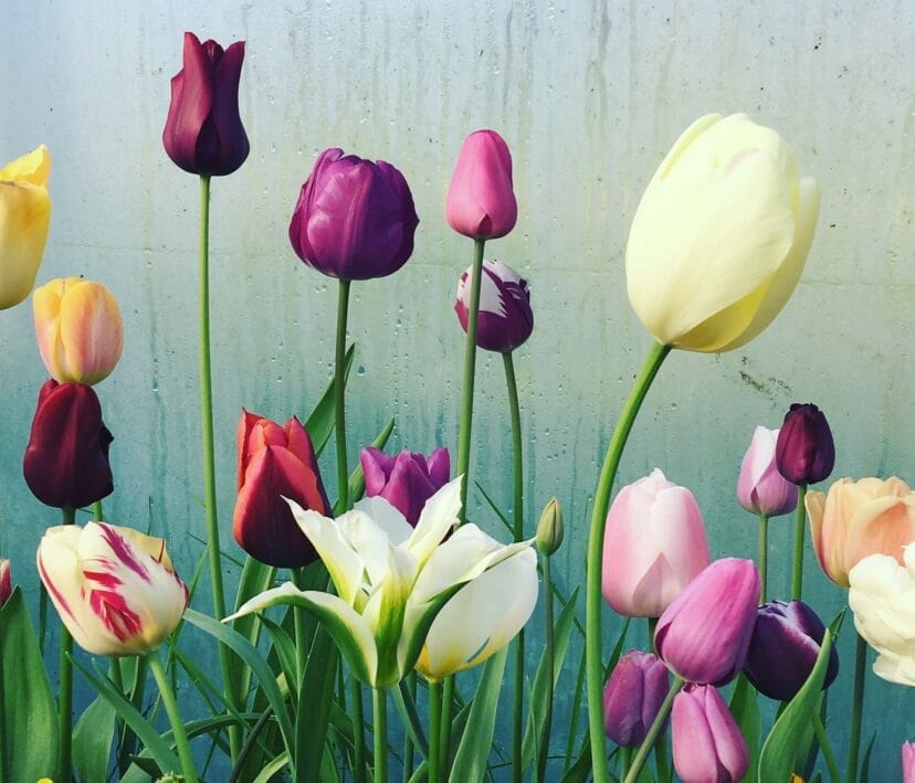 Tulips by The Land Gardeners