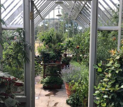 Growing Superfoods in your Greenhouse