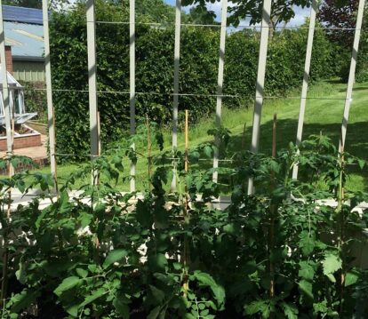 Growing Tomatoes in a Greenhouse