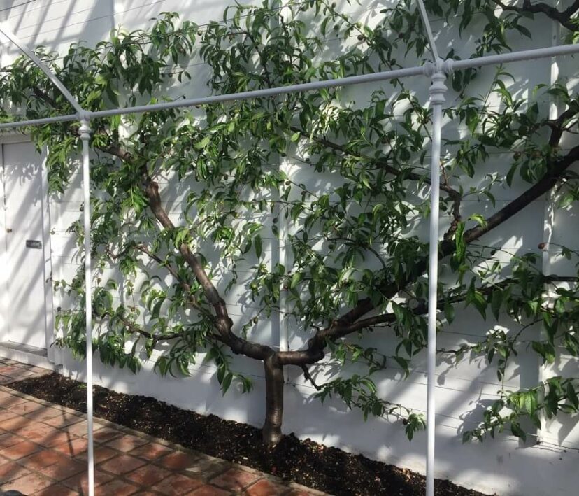 Growing Fruit Trees - peach tree against greenhouse wall