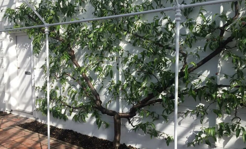 Growing Fruit Trees - peach tree against greenhouse wall