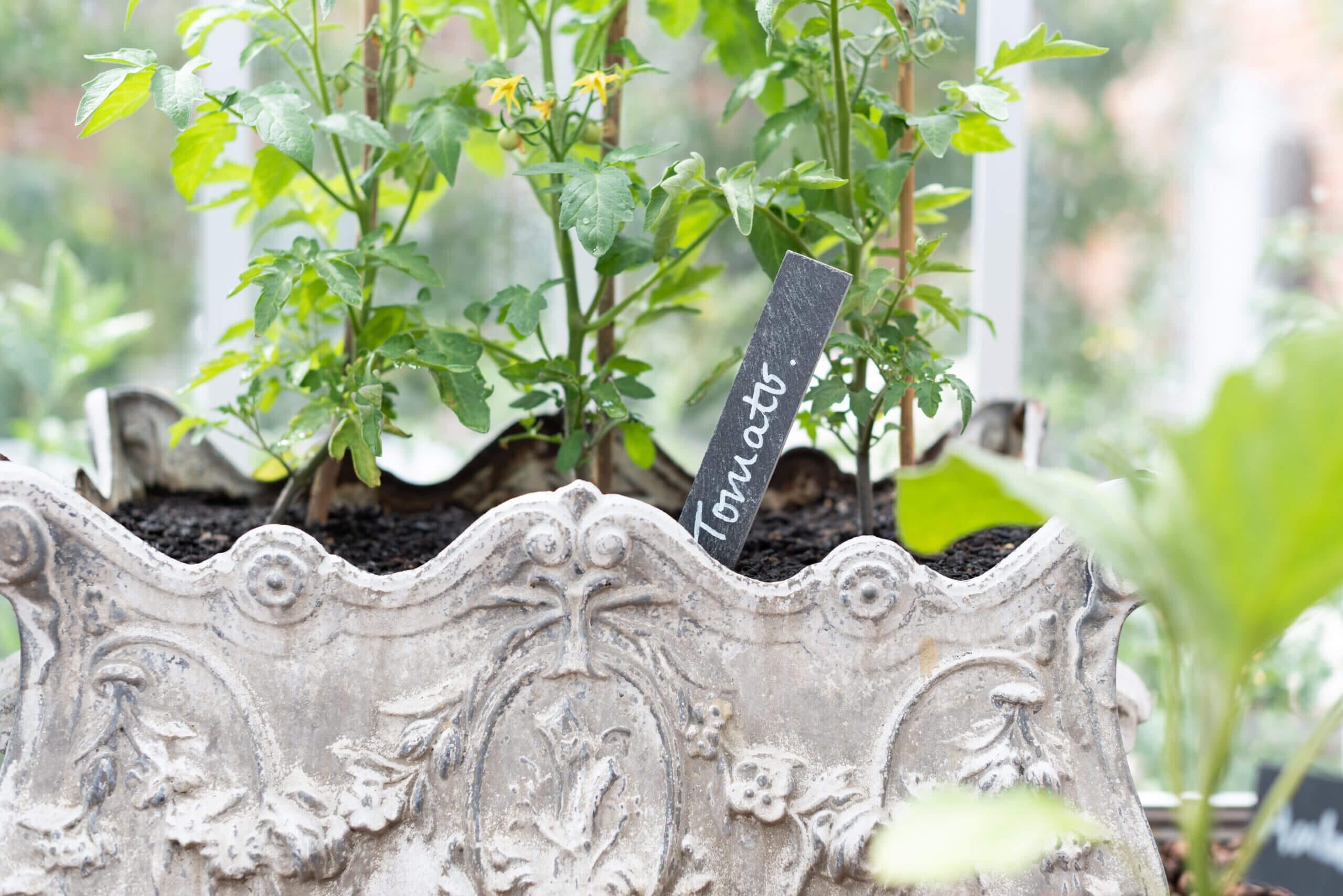 Tomato seedlings in pot with label