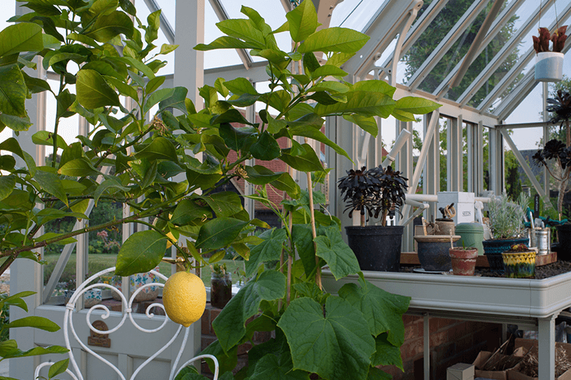 Citrus lemon in alitex greenhouse
