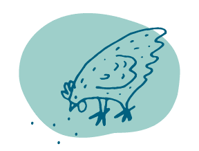 Chicken Illustration