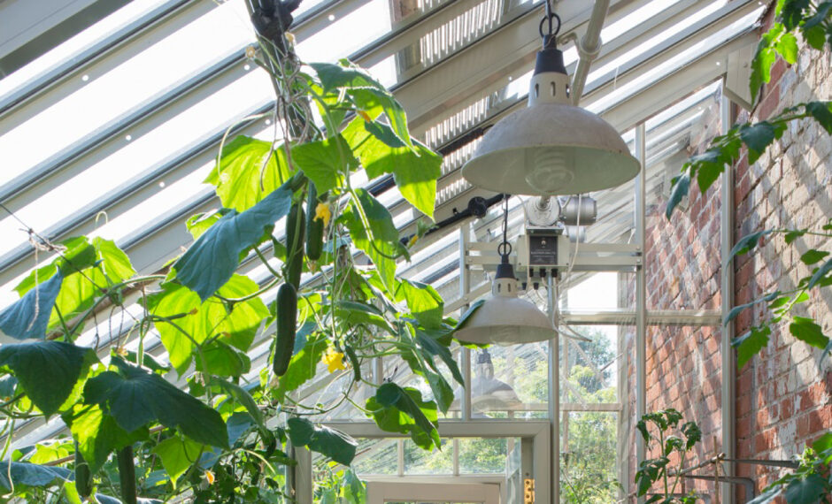 Internal greenhouse light