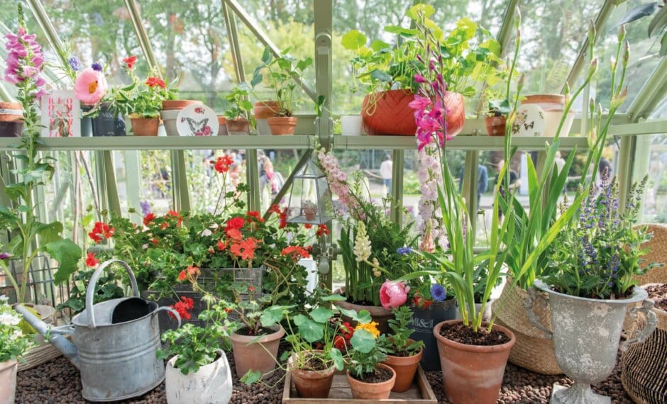 Strawberry Board Shelving with an array of plants and flowers inside a victorian greenhouse