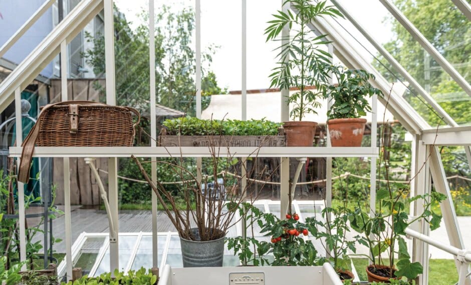 Strawberry Board Shelving attached to the interior, gable end of a victorian greenhouse