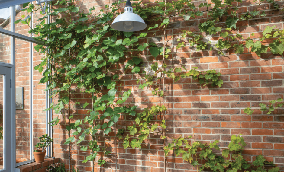 Vine Wires against a brick wall within a lean to greenhouse