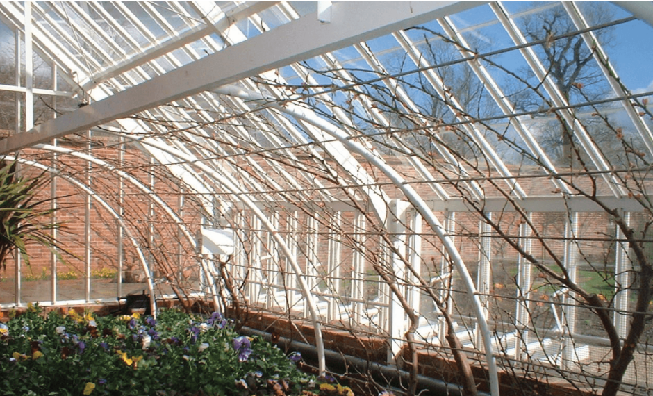 Curved Peach Supports inside a lean to greenhouse