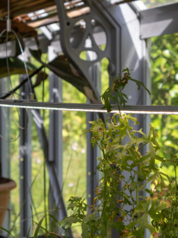 grow lights in a greenhouse