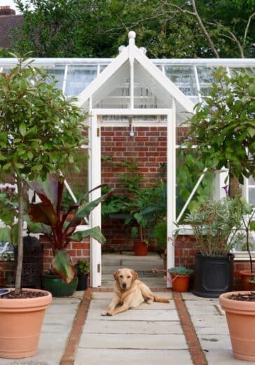 Outside view of a white greenhouse with a Labrador dog at the front