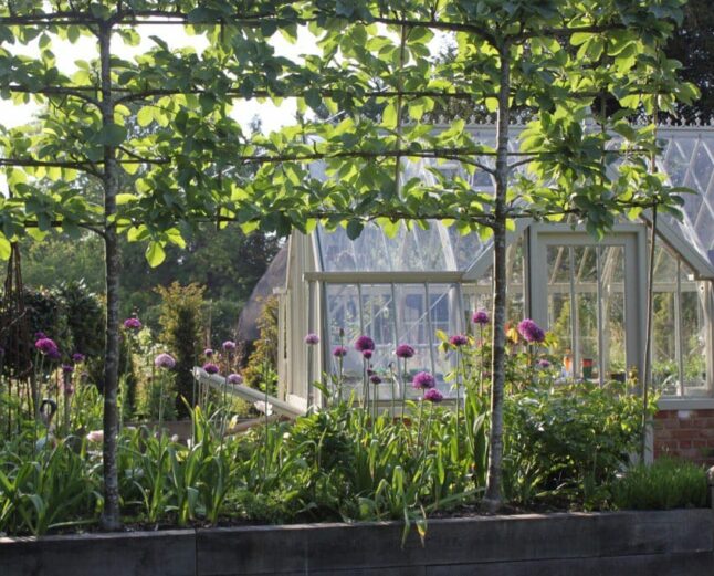 Side view through the plants of Alitex greenhouse