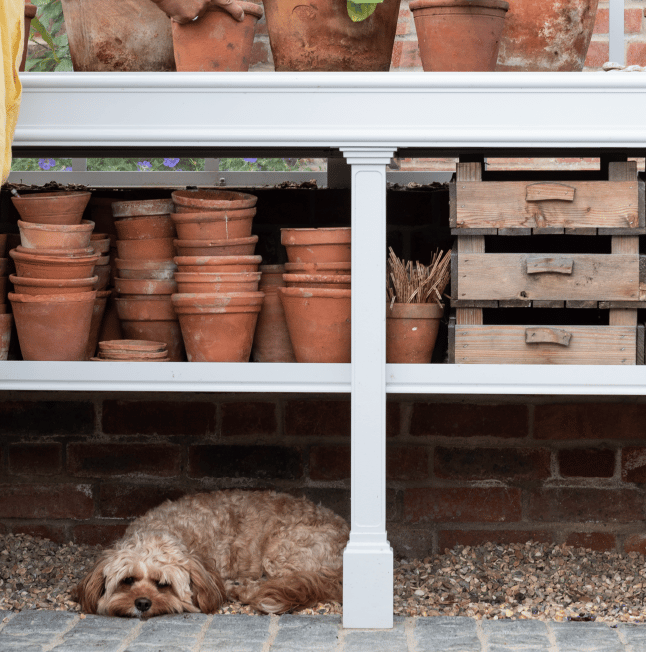 Dog under greenhouse benching