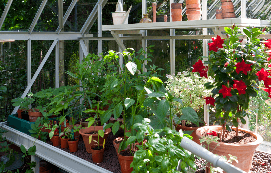 National Trust Tatton Greenhouse