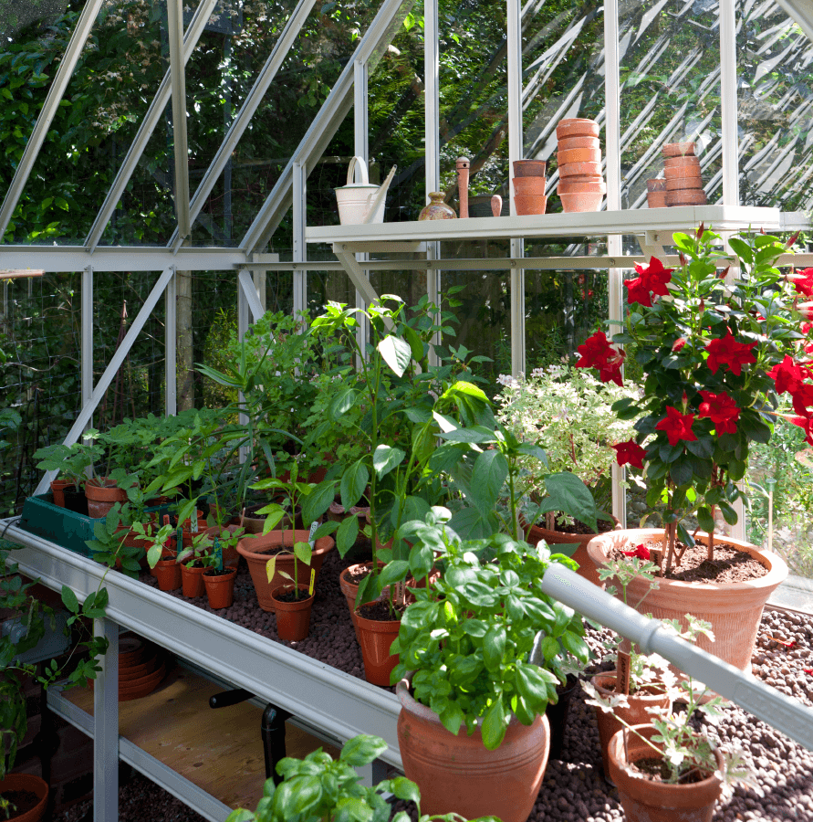 National Trust Tatton Greenhouse