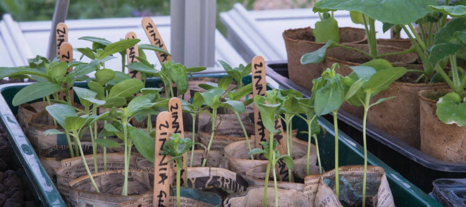 Seedlings growing in Greenhouse