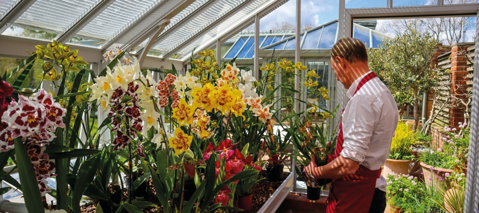 Orchids growing the greenhouse