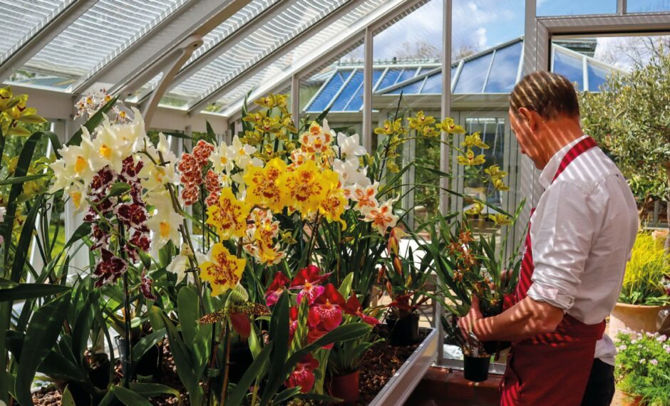 Orchids growing the greenhouse