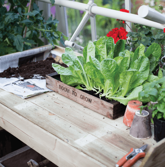 Alitex seed tray in potting shoe