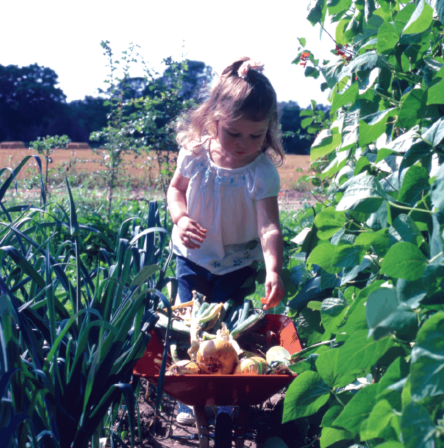 Child pushing small wheelbarrow with pumpkins
