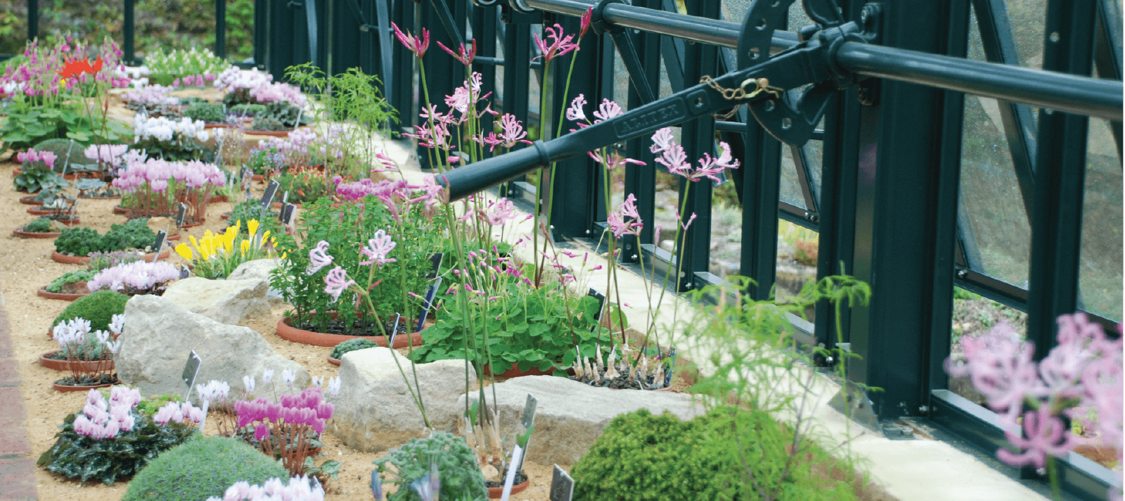 Plants in Alitex greenhouse on benching