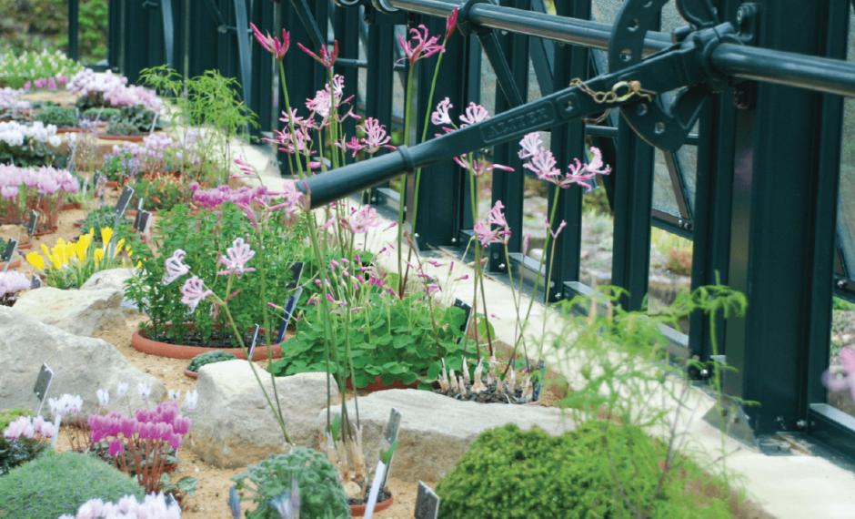 Plants in Alitex greenhouse on benching