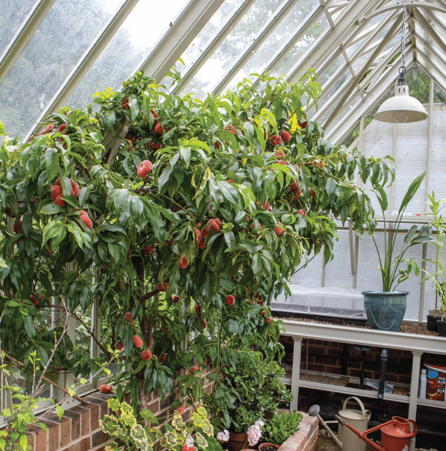 National Trust Wimpole Greenhouse