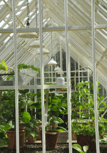 Internal shot of freestading greenhouse