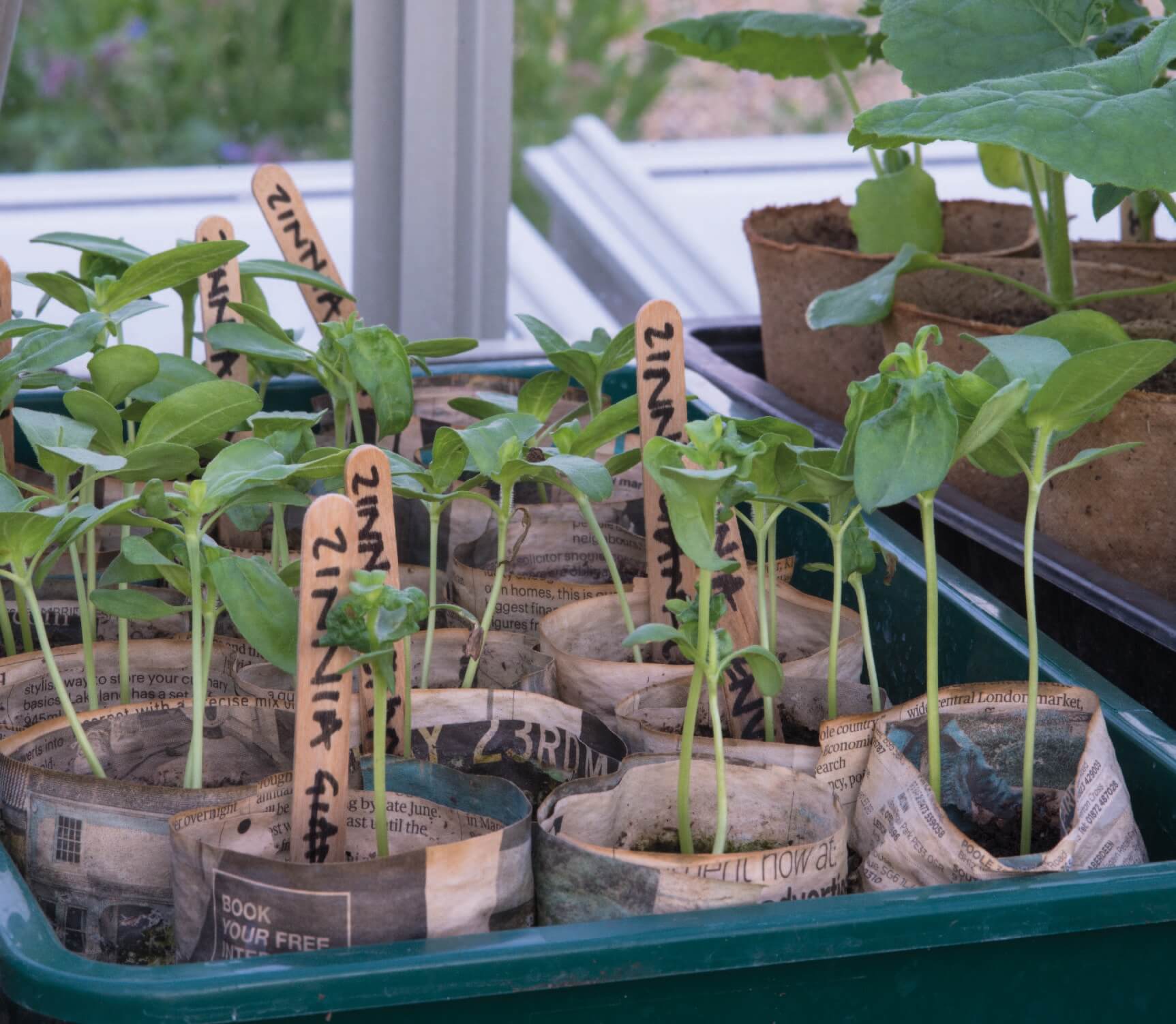 Close up of potted plants in a newspaper pot in a green seed tray