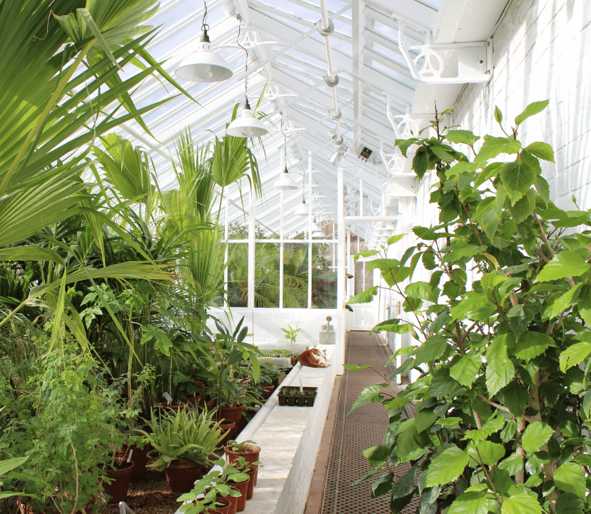 Lean-to Greenhouse interior with greenery