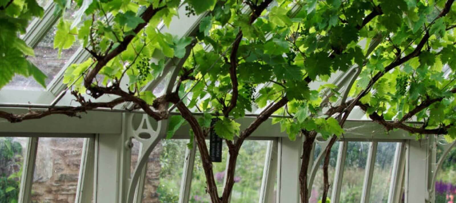 training vines in a greenhouse
